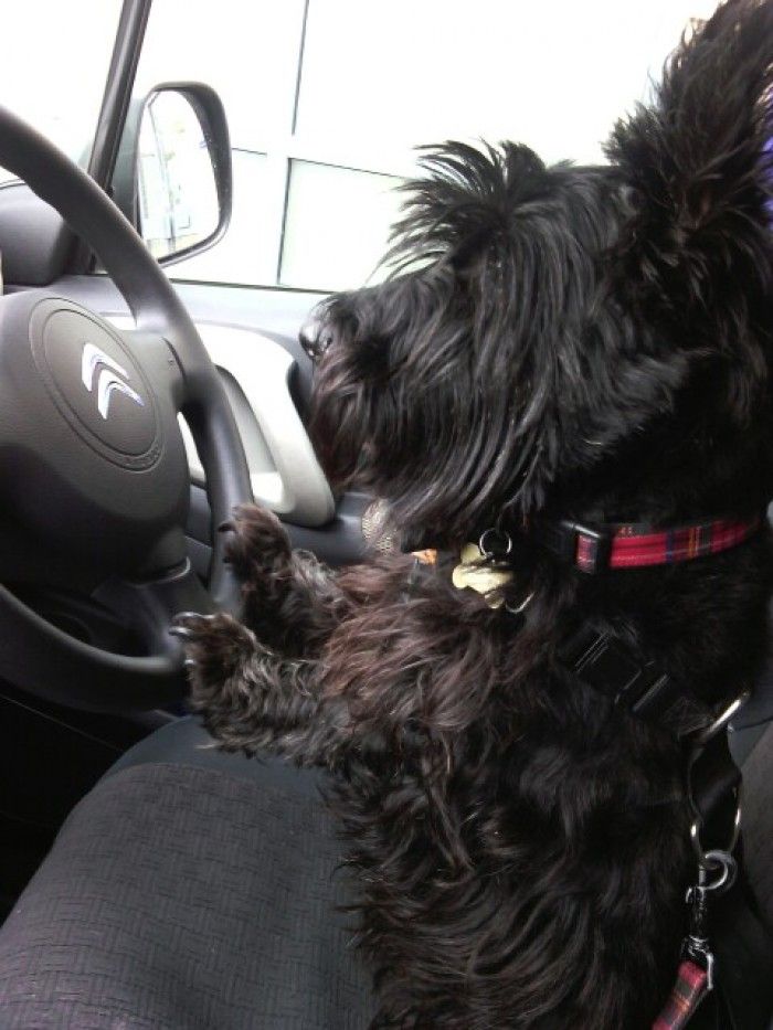 StudioCourtenay's tweet photo. We love Angus' tartan collar - a very smart chauffeur! Keep those entries coming into our #trendypets competition - enter here before 30th April to be in with a chance of winning our cash prize!! https://t.co/MFUF7hV3gv #cutedogs #dogs https://t.co/DEFqcmmN0r