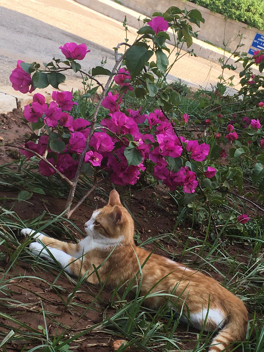 Boom_Renewables's tweet photo. Flora &amp; fauna at @AUB_Lebanon 
@MSFEA_AUB @Energy_AUB @FHS_AUB https://t.co/IcjXv52X7r
