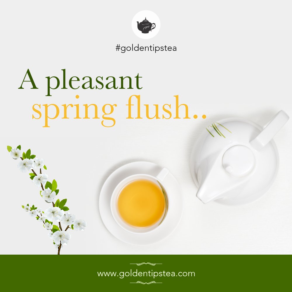 GoldenTipsTea's tweet photo. Try our First Flush Spring Pageant Darjeeling Black Tea for a pleasant tea that allures one all day. This mid Spring harvest has a rather prominent fruity flavour along with a floral aroma. #GoldenTips #Springteas #LoveforTea https://t.co/UOn3pNtpOS https://t.co/Zpzn7xVkxN