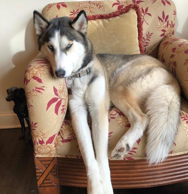 Home at last! Maverick - Husky from #LongGrove #IL is home safe & sound. Message: 'Thank you to a wonderful woman who found Maverick, took him into her garage, gave him some food and called the police to come get him. Since they had our number, they called us right away. We …