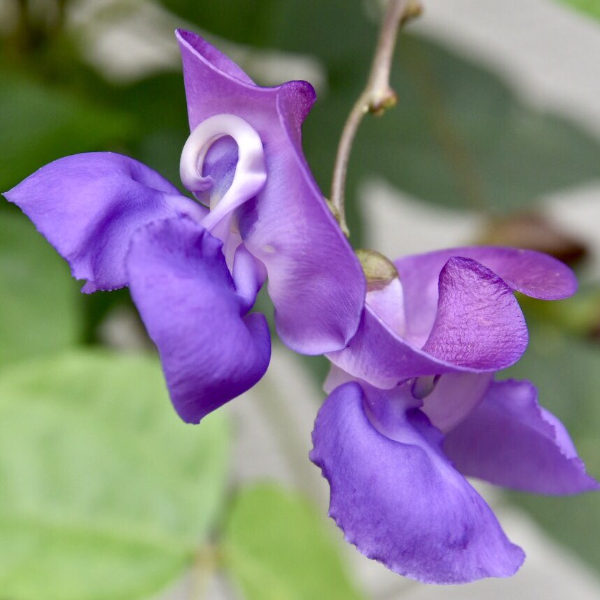 bilfulaAU's tweet image. My #1GoodThing this week was visiting a new area and enjoying the beauty of nature.