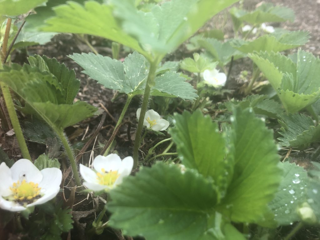 TGibbs_'s tweet photo. SUNDAY MORNING JOY: This is my heaven๐๐พ
Time to turn up the dirt, plant some seeds, and watch it grow.๐ฑ
#GibbsGarden ๐
#TheBeesKnow๐
#DontJudgeImFromSouthernIllinois๐คฃ https://t.co/mBe8ZYjE0q