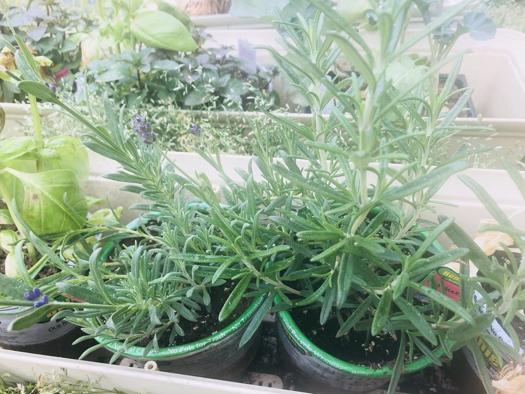 TGibbs_'s tweet photo. SUNDAY MORNING JOY: This is my heaven๐๐พ
Time to turn up the dirt, plant some seeds, and watch it grow.๐ฑ
#GibbsGarden ๐
#TheBeesKnow๐
#DontJudgeImFromSouthernIllinois๐คฃ https://t.co/mBe8ZYjE0q