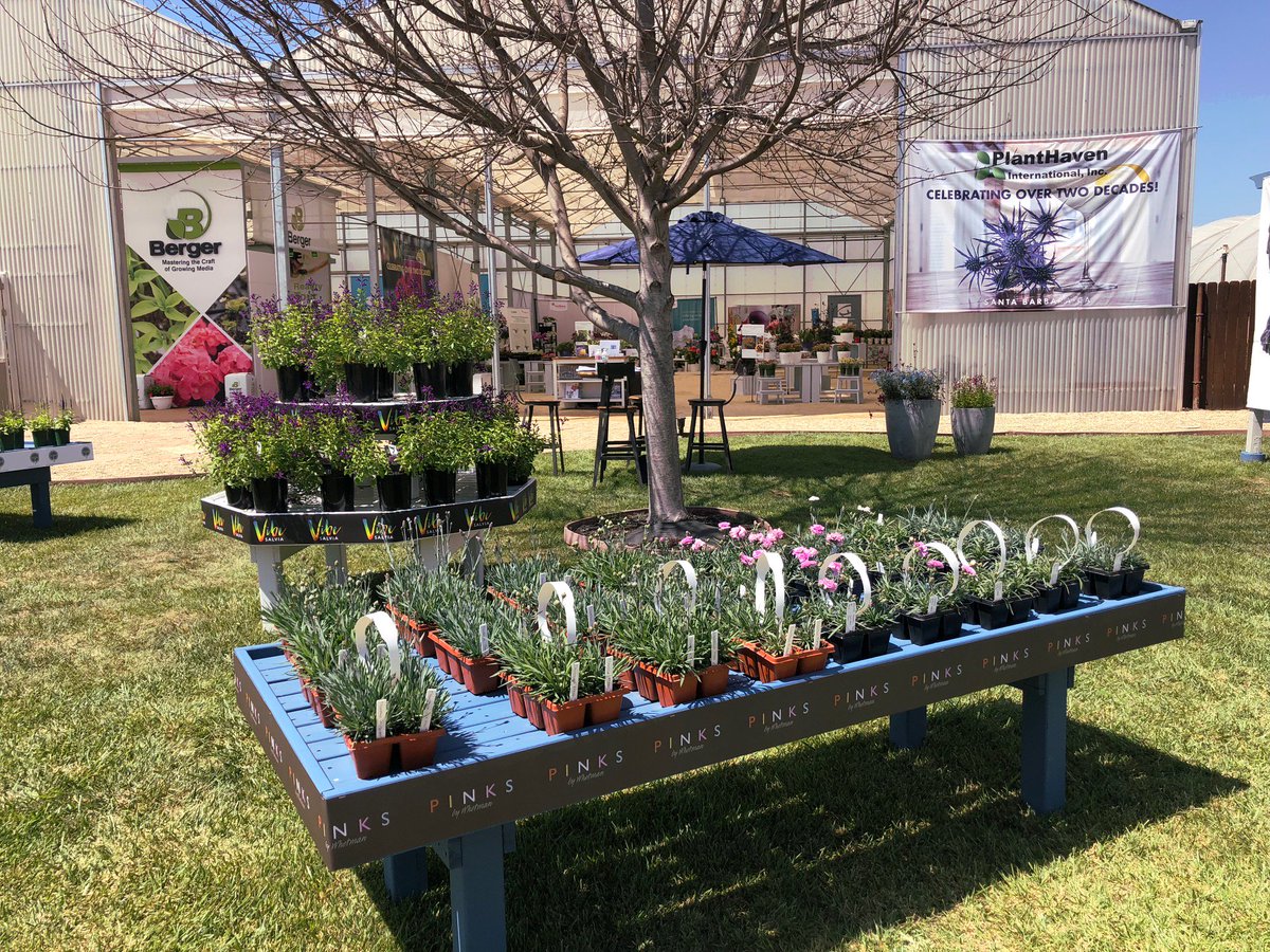 WaterPulseMats's tweet photo. Day 2 here we come! Here are some pictures of CAST 2018 plants grown on our capillary action mats. #plants #spring #cast https://t.co/c23zBbrk5F