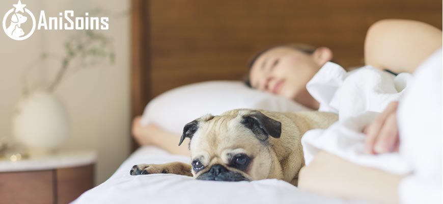 AniSoins's tweet photo. Pour celles et ceux qui sont concernés par ce souci. https://t.co/r9W8Phfbgx
#Anisoins #chien https://t.co/RgaefC4iBP