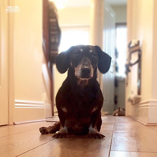 ollieandpenny's tweet photo. So hooman....are you gonna throw that ball? ๐๐พ๐ถ๐พโ
โขโ
#throwtheball #fetch #irishdogs #bestfriend #ukhotdogs #sausagedogcentral #dachshund #minidachshund #pawsome #barkzweekly #weeklyfluff #ivddsurvivor #sausagedog #dachshundoftheday #dog_features #bestwoof #sausagedogsofโฆ https://t.co/NTHCVnYIqk