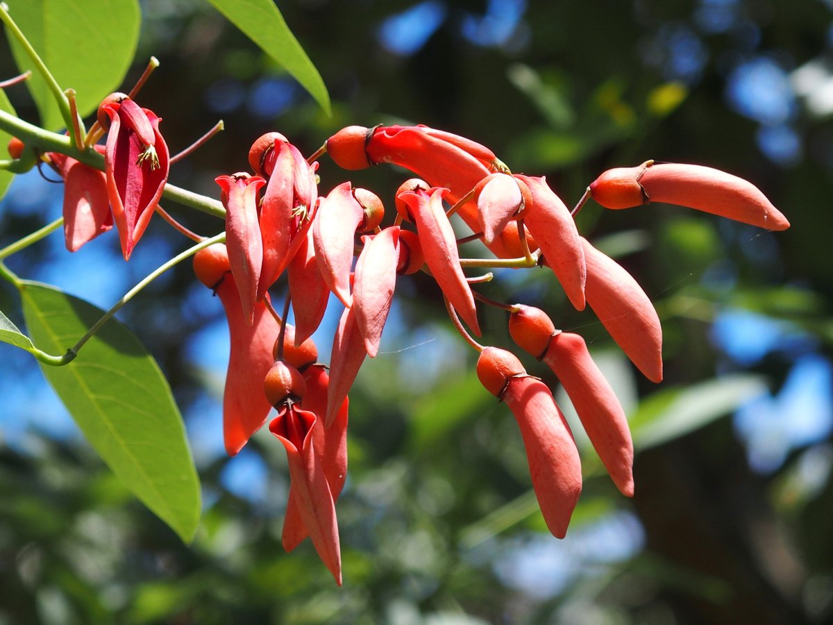 Observatorio De Comunicacion De Agronegocios C On Twitter Is Our National Flower In Argentina And Uruguay