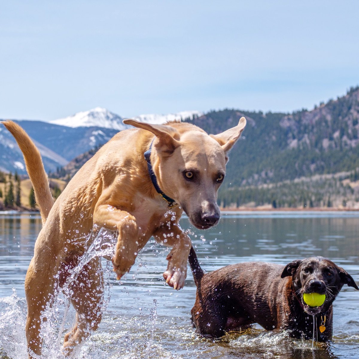 DogPlusBone's tweet image. Hop over to our Instagram for a chance to win a free collar and leash as well as $500 for the 501(c)(3) rescue of your choosing.