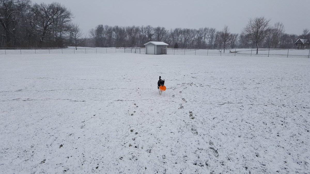 hawkchick79's tweet image. At least the dogs are happy.
#nicewinterthisspring