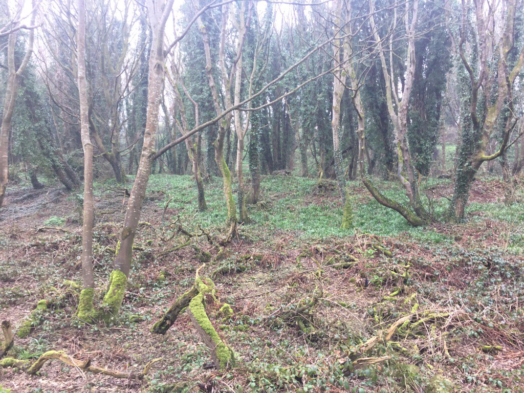 tomandollie's tweet photo. Hunting for these years wild Garlic ! About 2 weeks growth before flowers appear .@Food_NI @StGeorgesBEL . https://t.co/9HImChGQz2