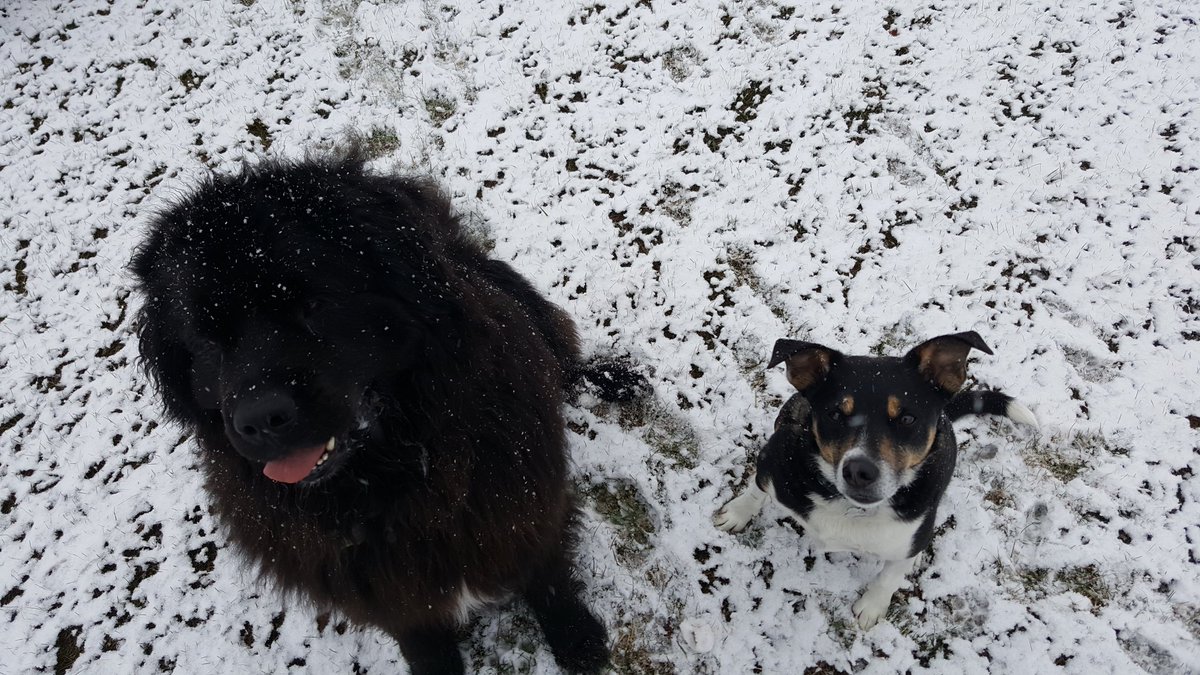 hawkchick79's tweet image. At least the dogs are happy.
#nicewinterthisspring