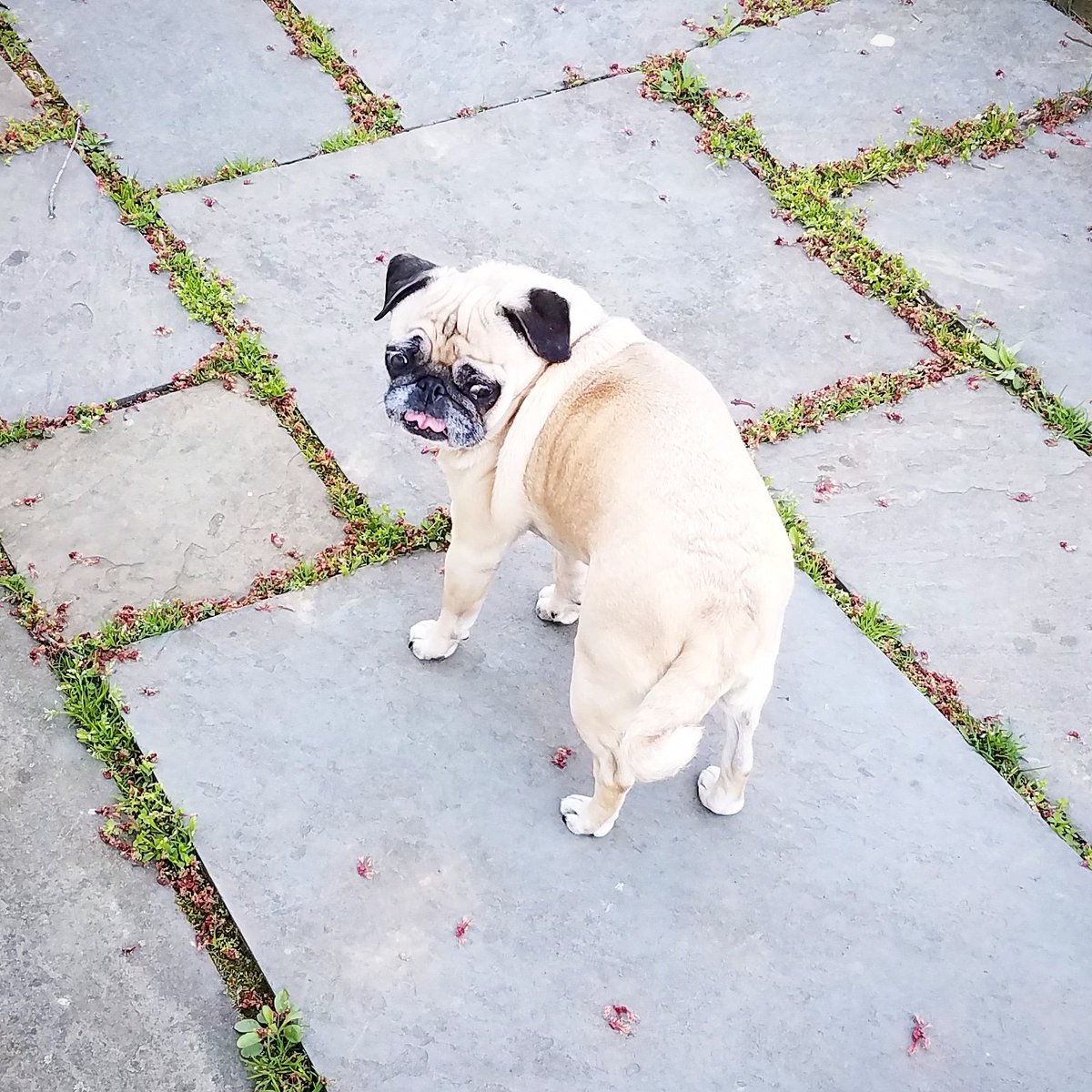 funaek's tweet photo. Sunny may love the maple tree buds, but Rosy thinks they look suspicious. #lilpugbean #rosybean #rosyposy #pugtongue #datfacetho https://t.co/jA6an5cn1Y