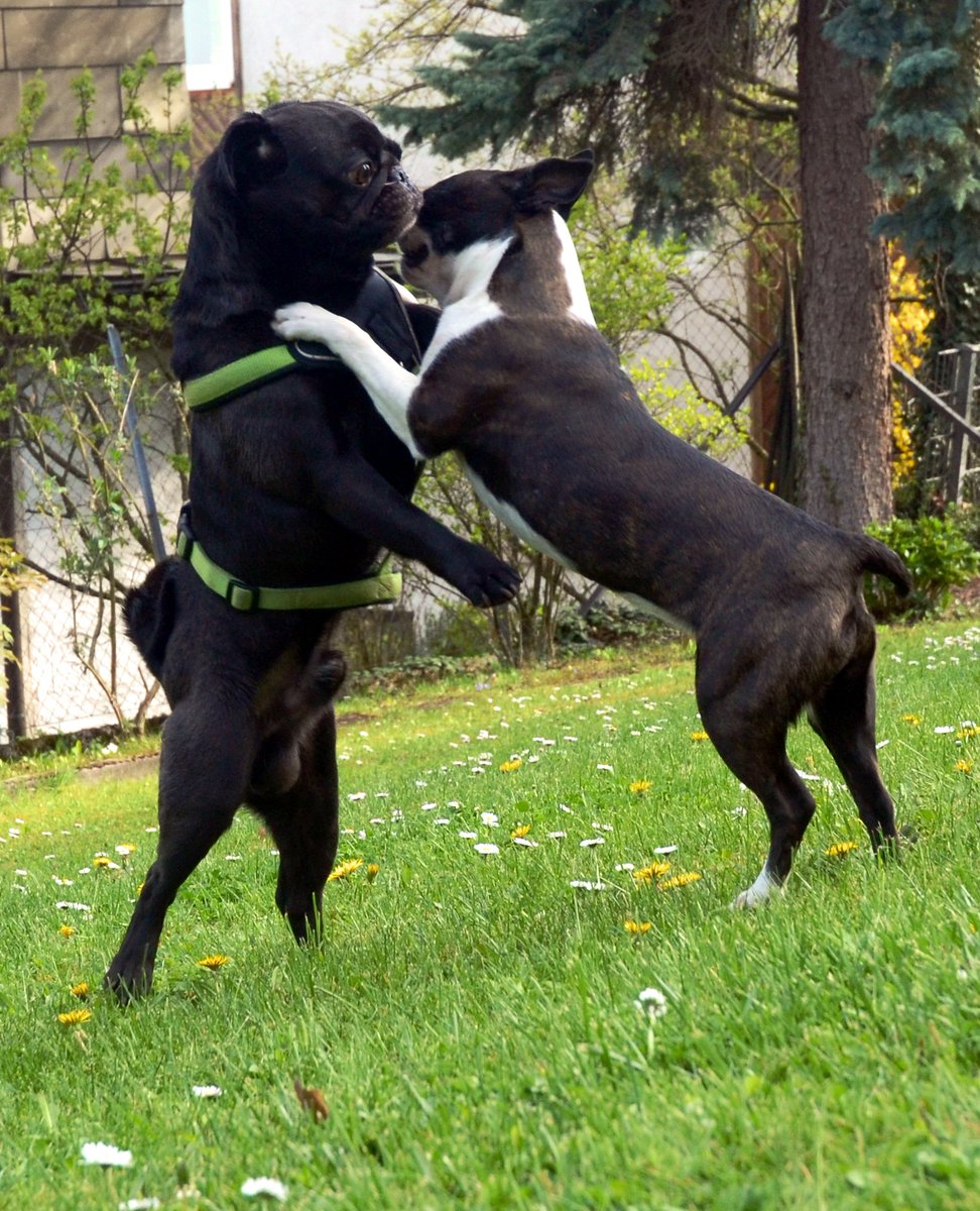 MopsHercules's tweet photo. Sieh mal einer an, ich wusste nicht, das Klein-Brutus so gut tanzen kann. Wuff! https://t.co/gyvoItImli