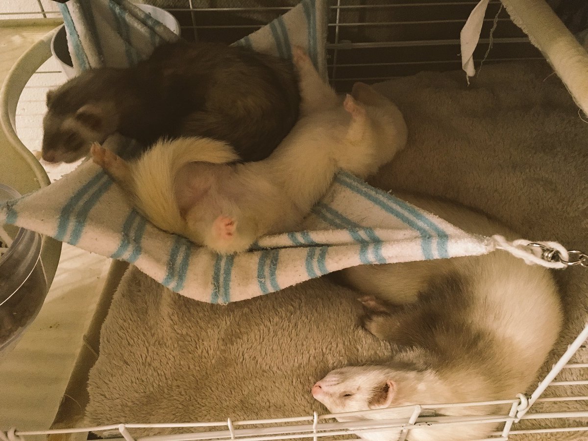 BananaCatzs's tweet photo. Not very lady-like, but cute af!
#ferrets #catsnakes #bananacats #cuteanimals #pets #drip #fuzzbutts #sleepy https://t.co/J6gQYymt03