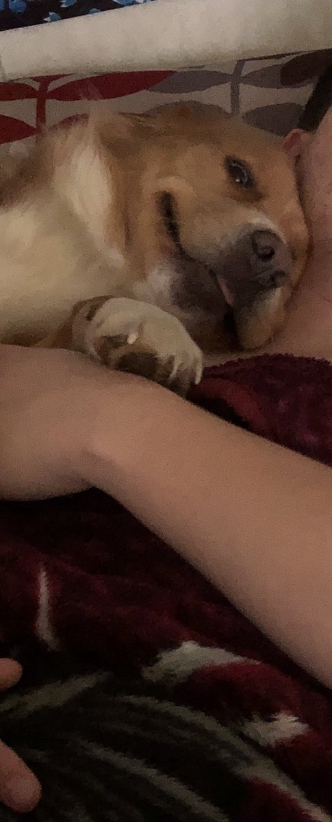 yourleftistmom's tweet photo. Travis would have killed me if I posted the full picture but Lucyโs faces when she cuddles are my favorite ๐ #Lucy #GoldenCollie https://t.co/zhPzRlULoi