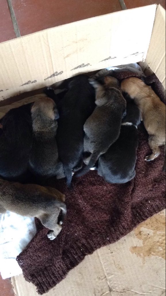 Gaabrielrn's tweet photo. Ela apareceu aqui em casa grávida já e não tive coragem de mandar embora, tenho carinho demais pelos bichos .. agora nasceu 11 filhotinhos e não tenho como ficar com todos, preciso de ajuda de vocês com rt pra tentar achar um lar para esses cachorrinhos, desde já agradeço https://t.co/R3gUQ9ghUe