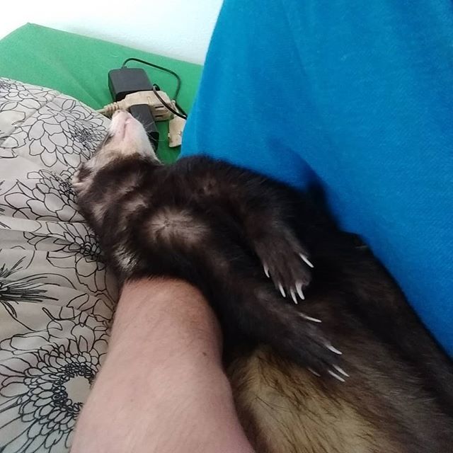 CptJackFerret's tweet photo. #cutepet #cuteness #cute #cuteferrets #cuteferret #cuteanimals #cutenessoverload #ferrets #animals #aww #loveferret #loveanimals #jack #pet #picoftheday https://t.co/wAnny8hv28 https://t.co/tQkXOvSjpN