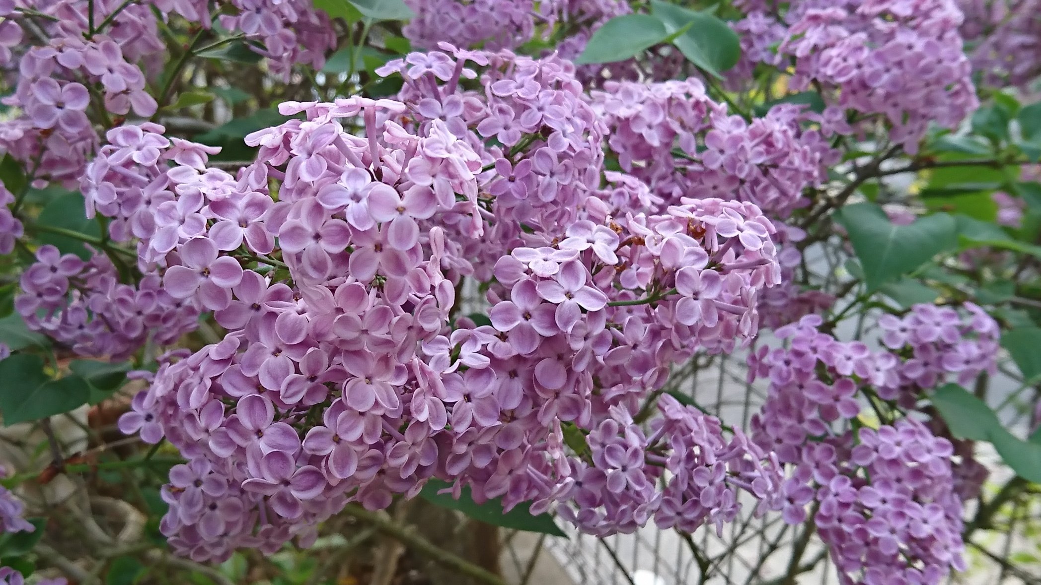 むーさん ヘッダー更新4月16日 ライラック 花言葉 紫色 愛の芽生え 初恋 白色 青春の喜び 無邪気 ライラックの花弁は4枚ですが まれにある5枚の花を飲み込むと愛する人と結ばれるという言い伝えがあります また その良い香りにはリラックス効果や