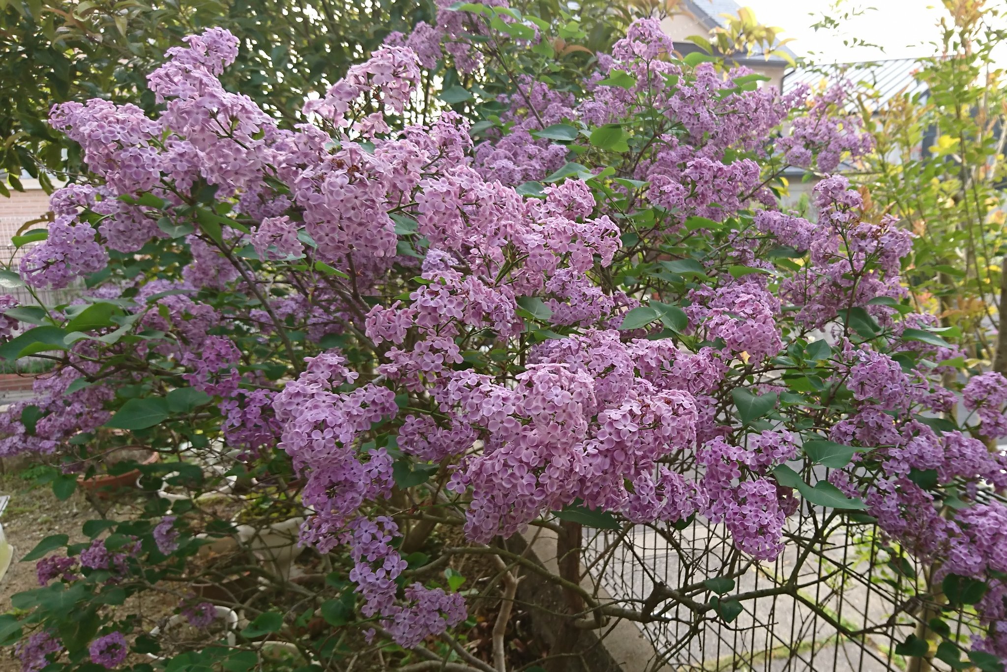 むーさん ヘッダー更新4月16日 ライラック 花言葉 紫色 愛の芽生え 初恋 白色 青春の喜び 無邪気 ライラックの花弁は4枚ですが まれにある5枚の花を飲み込むと愛する人と結ばれるという言い伝えがあります また その良い香りにはリラックス効果や