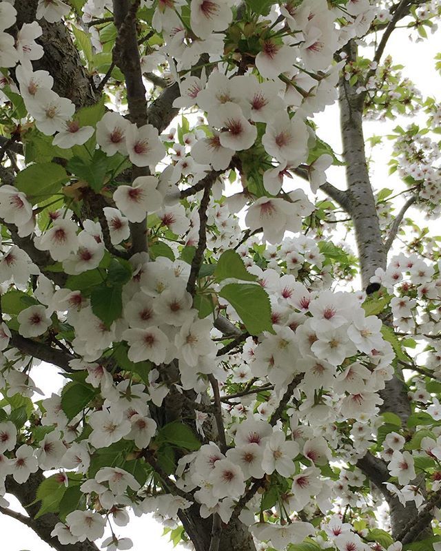 More #hanami #blossomtrees line this street in #Surbiton Are these #Yoshino #cherryblossom trees @thestreettree? #streettrees #sakura #blossoms ift.tt/2IWenjH