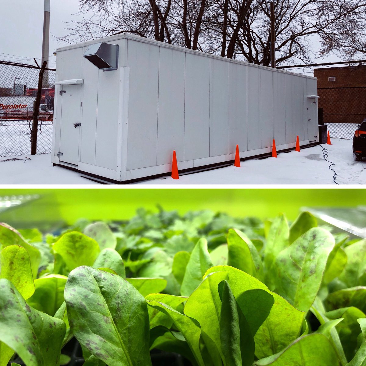 ModularFarms's tweet image. April 15th - Outside vs Inside. Where would you rather be? 

#modularfarms #toronto #verticalfarming #modernfarmer #thisiswhywedoit