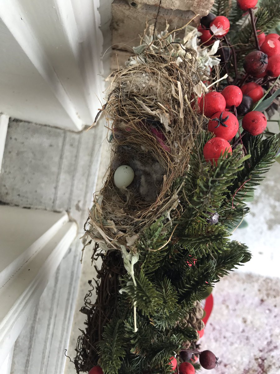 A little sign of spring during an ice storm! #OnStorm #nest #decorationuptoolong #robinsegg
