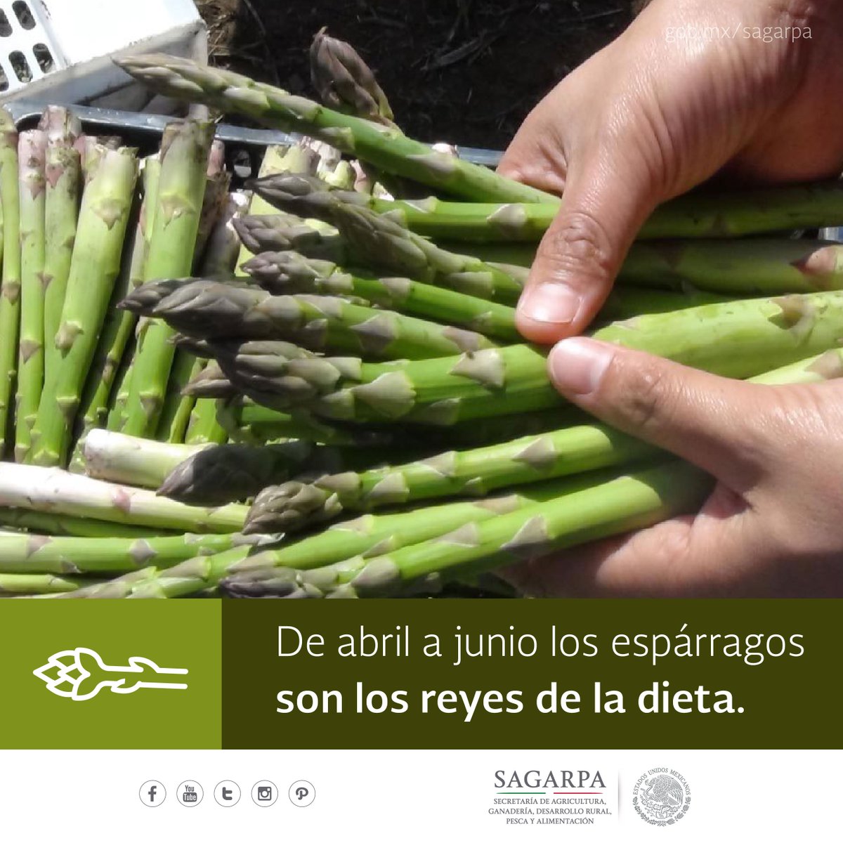 Agricultura_mex's tweet photo. La mejor época para consumir espárragos es en primavera. Esta hortaliza goza de muchas propiedades y puede ayudarnos a mantener una buena salud. #FelizDomingo https://t.co/sEUai6Lvjd https://t.co/xaORArgjXf