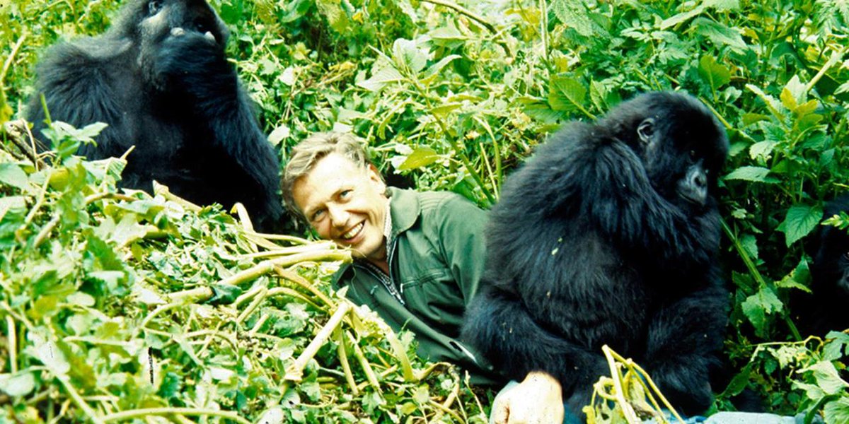 Save Virunga tweet media