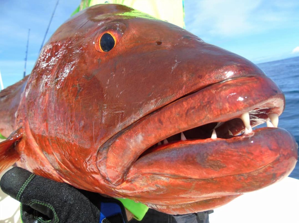 Accurate Fishing on Twitter "We certainly can see why the