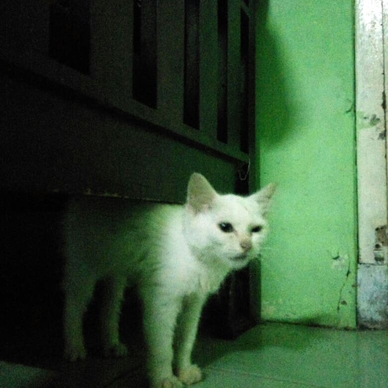 agangeorge's tweet photo. Jual kucing persia kitten putih polos mata kanan kuning kiri biru. Minat? Wa : 085782177745 https://t.co/vF2FAxgsif