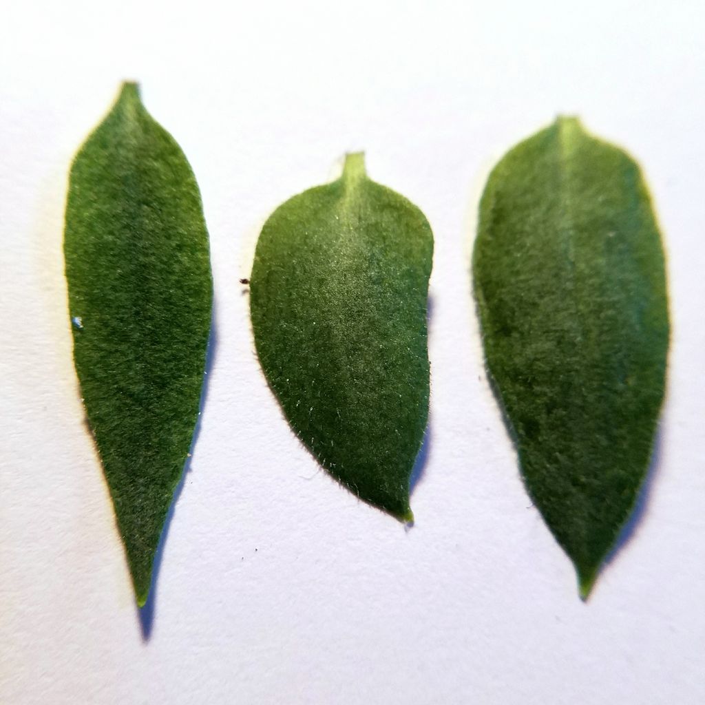 ChaoticGenetics's tweet photo. Cotyledons from #annuum parent (left) #pubescens parent (center) and supposed F1 hybrid (right). Holding my breath. Will update as phenotypes continue to develop #biology #botany #capsicum #plantbreeding #genetics https://t.co/Ag7S4jg5BS