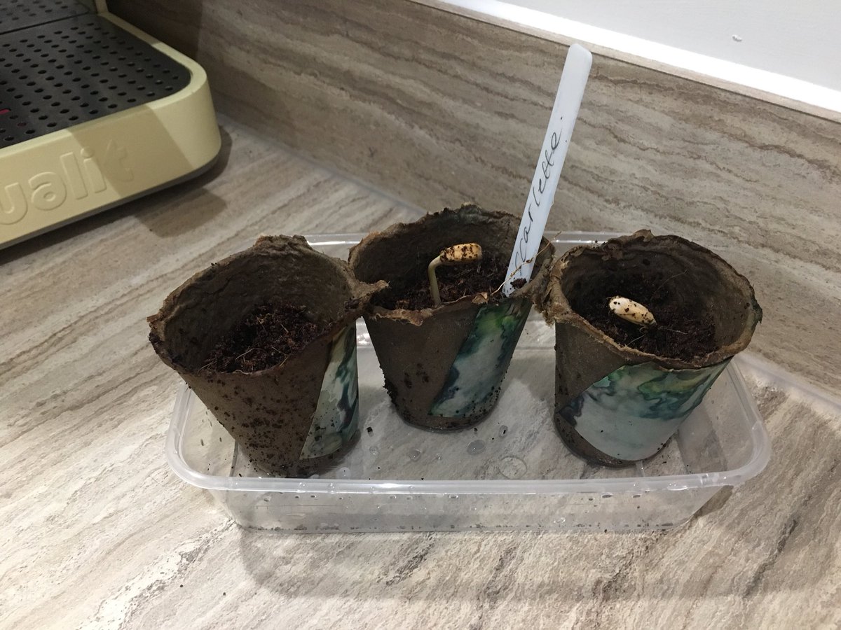 MooDronfield's tweet photo. 🎶 I’m a little seed, someone planted me, just below the earth, what am I going to be? 🎶 Has anybody else’s started?? I don’t know who’s more excited, me or Scarlette!! 😂 #eyfs #Moosicalfun #understandingtheworld #sensoryplay https://t.co/Wv3WPerNAW
