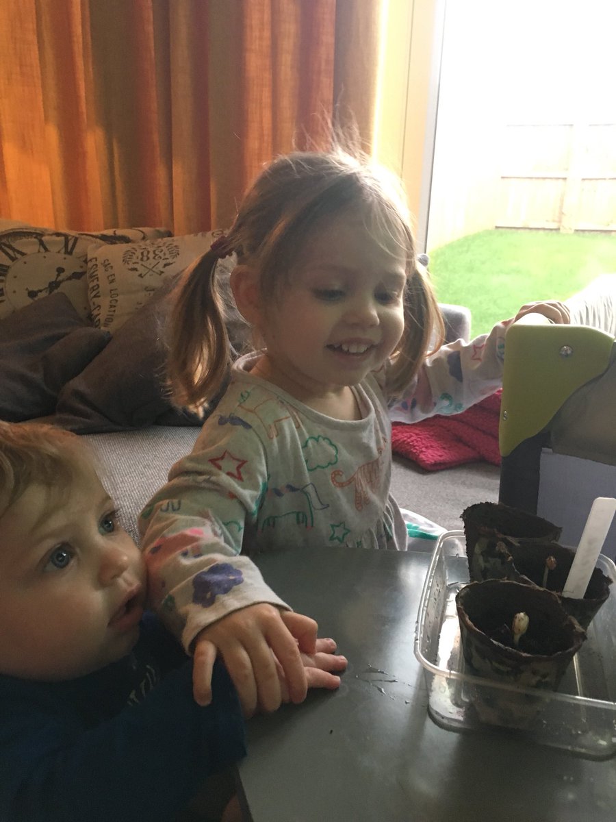 MooDronfield's tweet photo. 🎶 I’m a little seed, someone planted me, just below the earth, what am I going to be? 🎶 Has anybody else’s started?? I don’t know who’s more excited, me or Scarlette!! 😂 #eyfs #Moosicalfun #understandingtheworld #sensoryplay https://t.co/Wv3WPerNAW