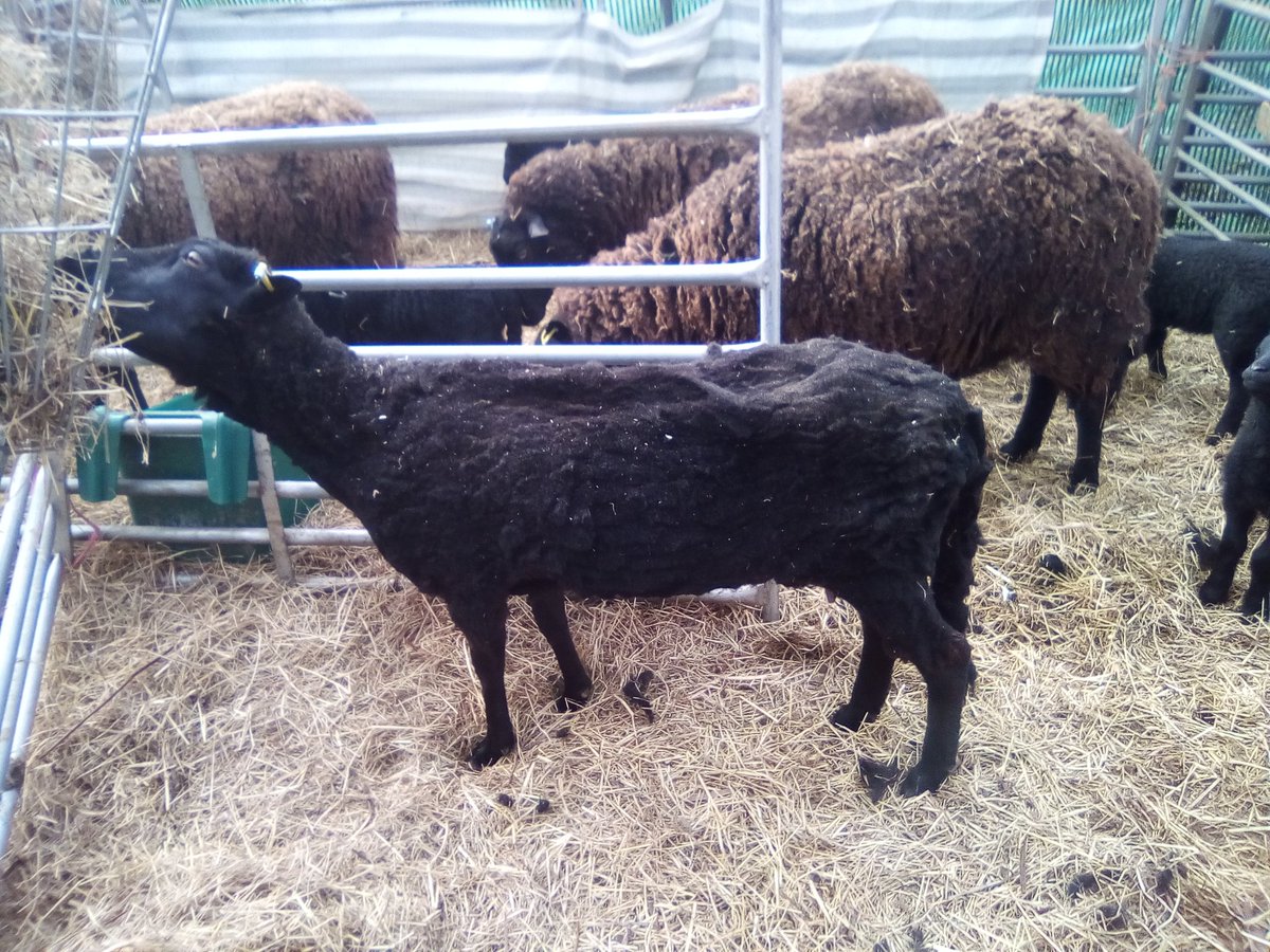 GarlicMeadow's tweet photo. First sheep of the year sheared. #bladeshearing #handshearing. https://t.co/Q8kyr8KuMO