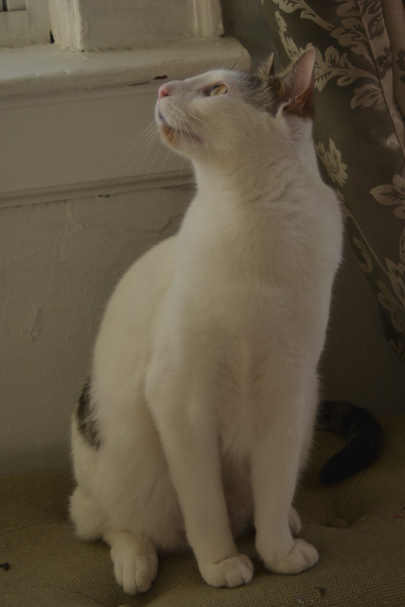 TheCatMalice's tweet photo. Happy Birfday to my little brofur Phantom! Hims two today! 🎂🎂🥛🎊🎉~Malice https://t.co/Q89Fd9H8Uz
