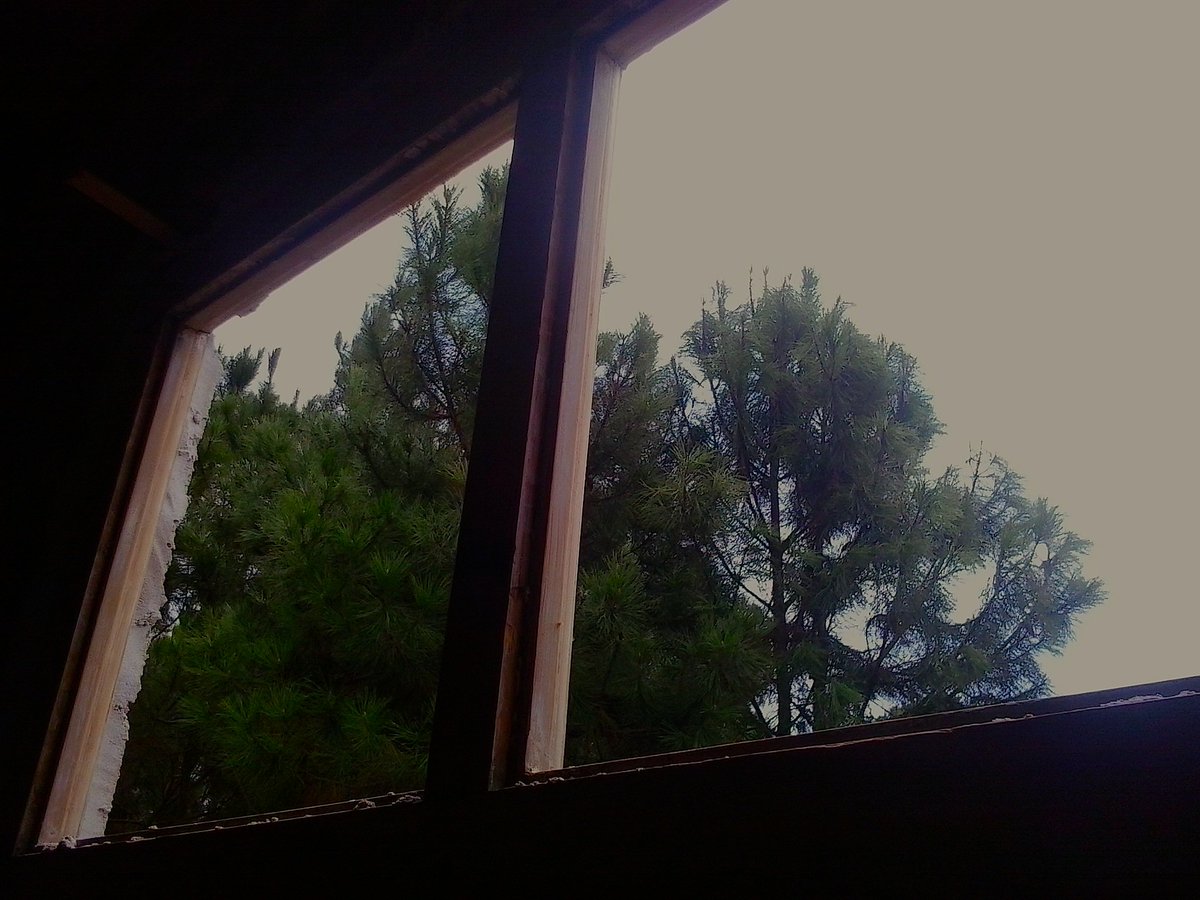 through the kitchen 
window
-
-
-
-
-
#bosque #agua #uruguaynatural #playa #arena #elpinar #costa #unanochemás