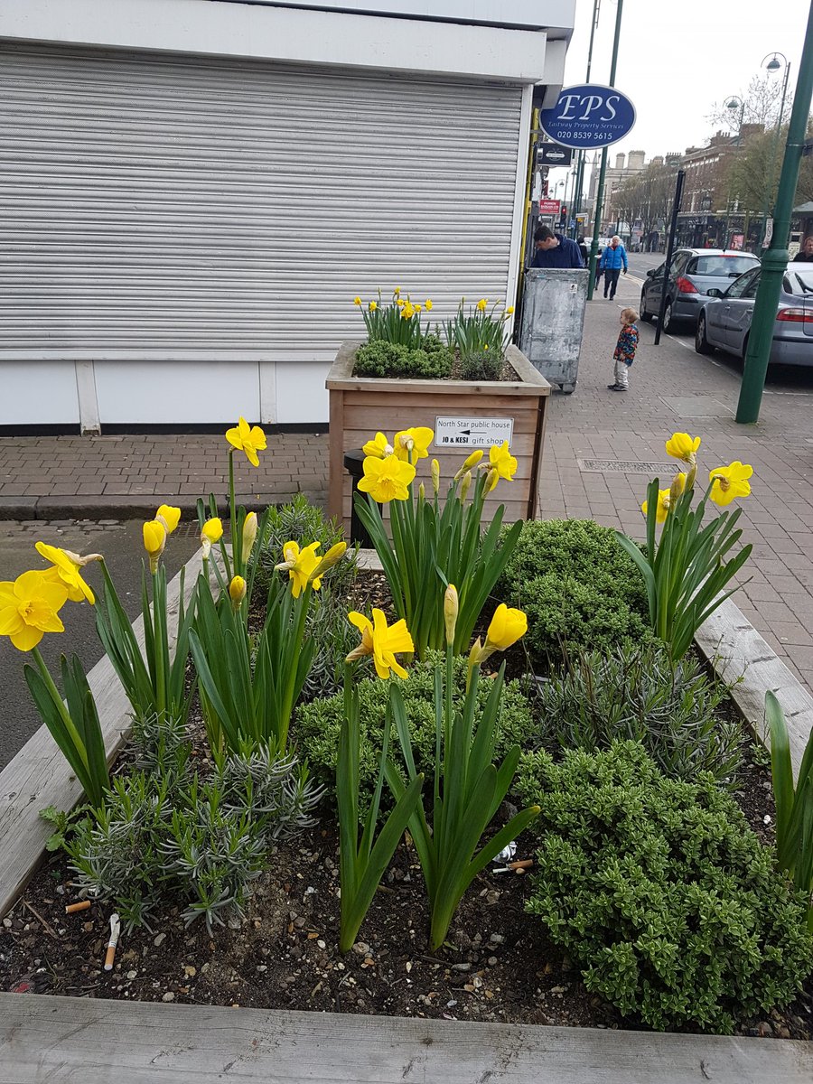 Labourstone's tweet photo. Gr8 to see the free @wfcouncil #SpringBulbs in #bloom today around #LeytonstoneE11 planted by myself & other local residents. #MorningtonRd #WoodvilleRd junc. & #MorningtonRd #BarclayRd junc. & #BrowningRd #HighRd junc. #wfminiholland #planters #Modalfilter #HealthyStreets https://t.co/IUK0ziZoSr