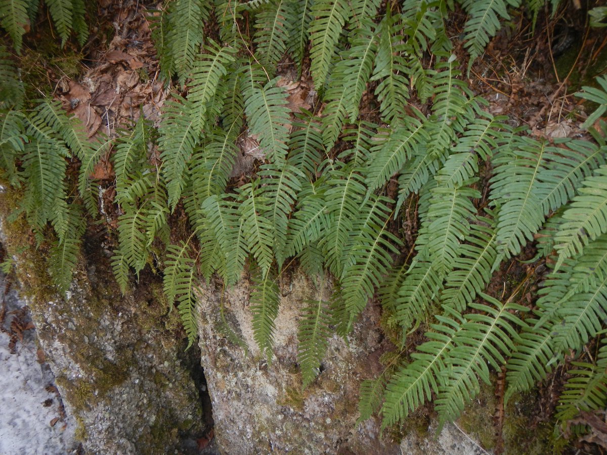 Colin_chapmanii's tweet photo. Appalachian Polypody (#Polypodium appalachianum) - S3 or Vulnerable in Nova Scotia. These are the things I get excited about! #ferns #polypodiaceae https://t.co/fMFhUlhF1C