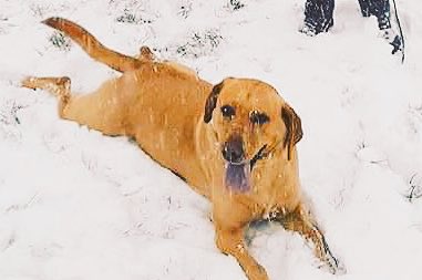 Dogsforlife20's tweet photo. Had her first time in snow x
Like if you have go a dog who loves snow and comment what it’s called xx https://t.co/pabjcxIdG0