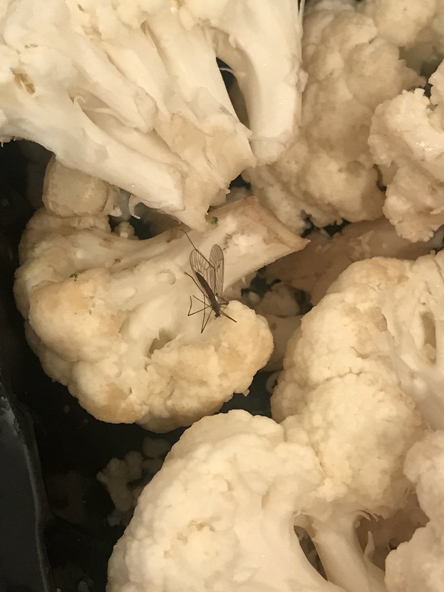 collins2506's tweet photo. @AldiUK when you find a dead mosquito in your veg 🤢🤢 https://t.co/9Ce8X5cb3K