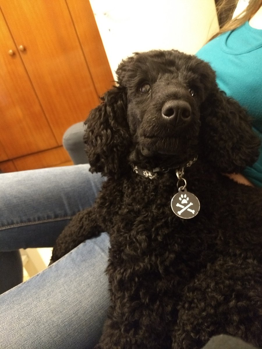 poodle_lyfe's tweet photo. So many cuddles this weekend!!! I'm one spoiled #poodle #princesspoodle #ninaisapoodle https://t.co/r9GNCFjCBW