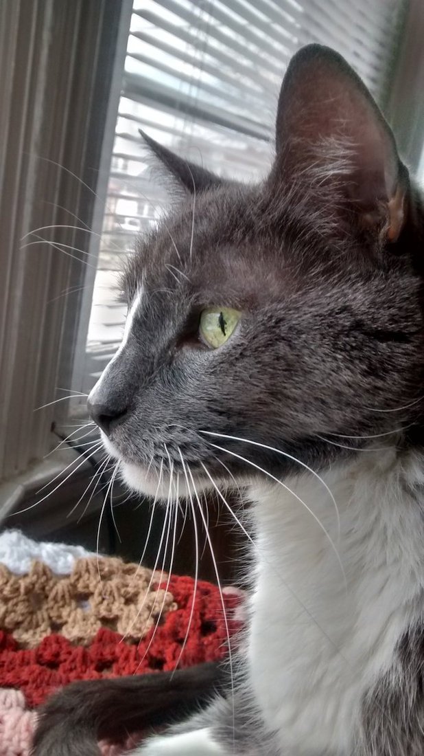 ToddyFur's tweet photo. #TheAviators remember Frogger @SillyFrogger who ran on ahead OTRB now free of pain and made whole. https://t.co/PRahdNUUds