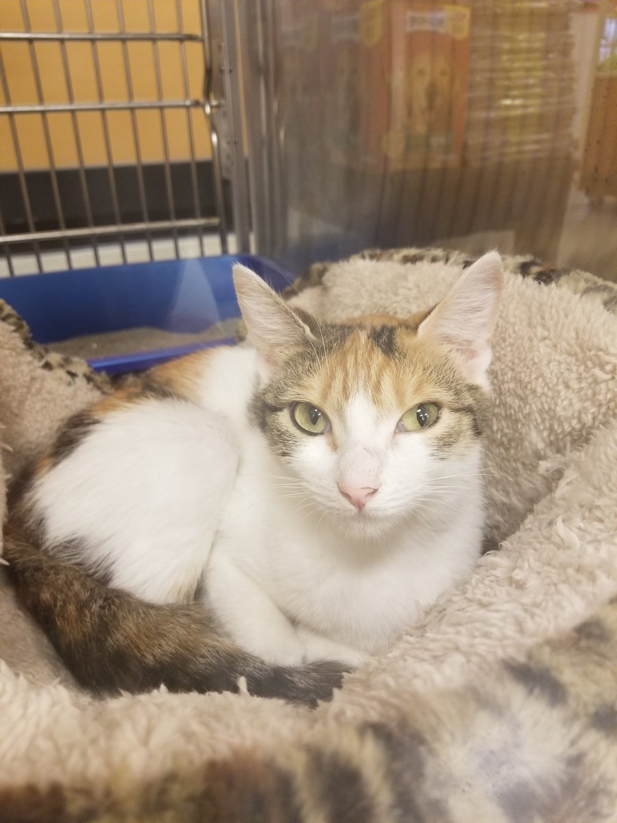 Kit is looking for a new fur-ever home. She is such as sweetheart. She lives to play, but will cuddle up in your lap as well!!! Such a sweetie!!
<a href="/PetSmartChariTs/">PetSmart Charities®</a> @CMPD_ACC 
#AdoptDontShop #Adoption #Adopt