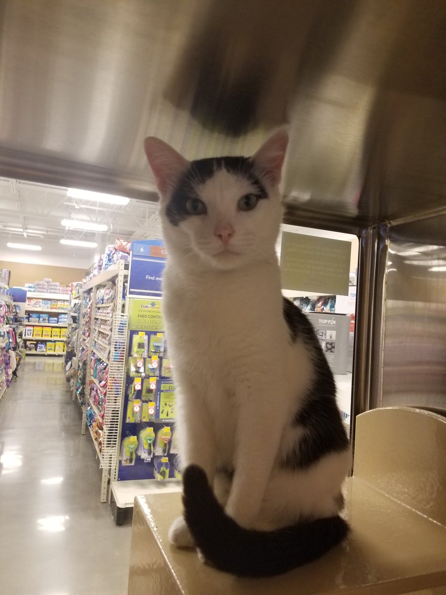 Dominic is looking for his new fur-ever home!! He is a very friendly cat!!! Come visit him, and maybe make him a part of the family!
<a href="/PetSmartChariTs/">PetSmart Charities®</a> @CMPD_ACC 
#AdoptDontShop #Adoption #Adopt