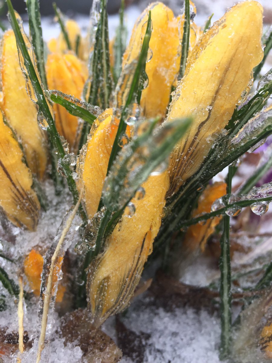 April 15th. #midwestgardening #coldcrocus