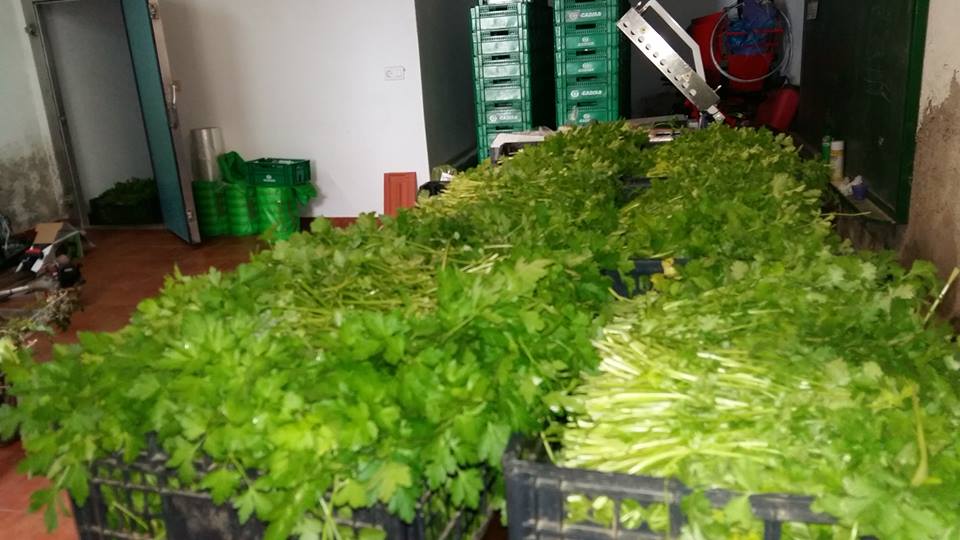 AntonSanchezG's tweet photo. Cilantro da Campiña listo para envasar.
6 días á semana.
#nonparar
#Herbas https://t.co/OfvWdeYEt2