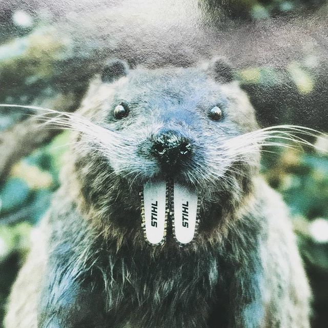 MrsAnnieWray's tweet photo. From a 2002 French renovation magazine - Stihl one of my top 3 adverts everrrrrr!
#Beaver #cuttingedge #Stihl #stihlgear ##beaversofinstagram #stihlchainsaw #stihlpower #wildlife #teeth #cutters #chainsaw #timber #cute #inthewoods #advertising #adverti… https://t.co/f65otAPkkj https://t.co/1xFXzsiQw6