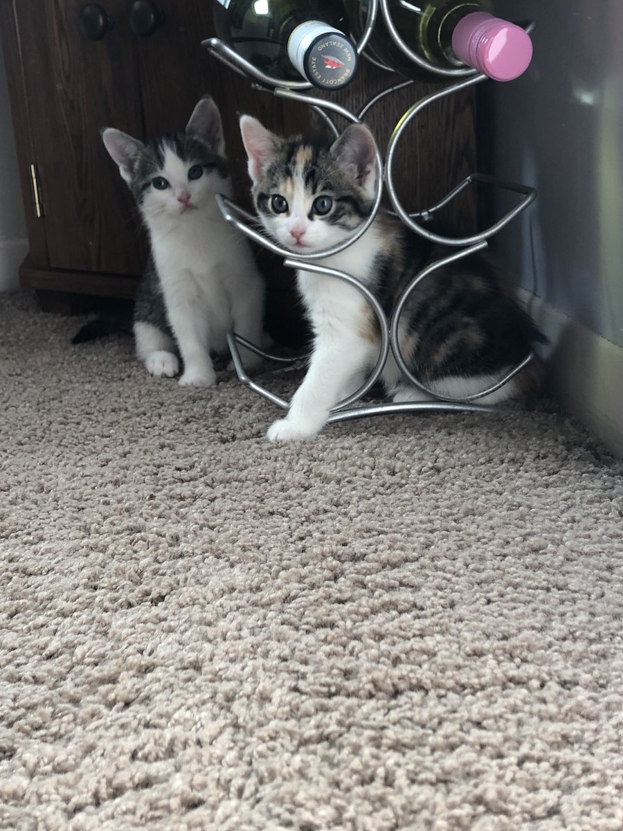 Melissa 🙋🏻‍♀️ tweet media