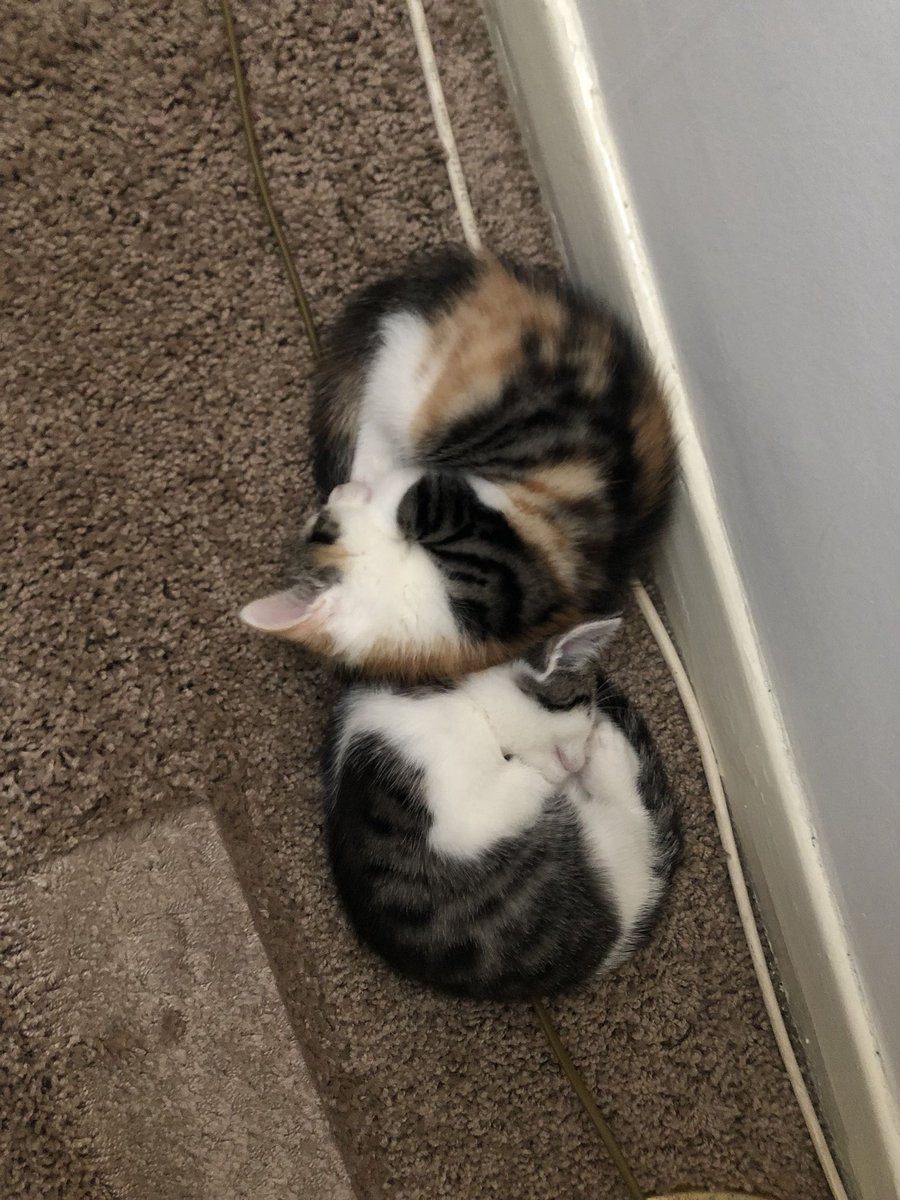 Melissa 🙋🏻‍♀️ tweet media