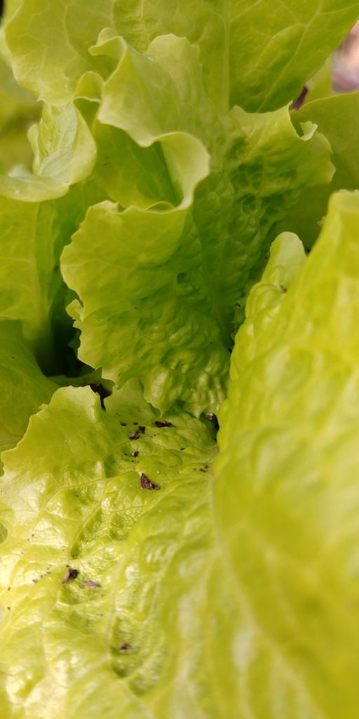 PacGardens's tweet photo. If you dont take a close look at your food and say "How beautiful!"... I dont know what you're doing
#PacificGardenProgram #UoPacific #Lettuce #Stockton https://t.co/AV22tUHzar